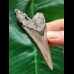 7.4 cm grey tooth of the Megalodon with dark root