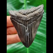 7,7 cm dunkler glänzender Zahn des Megalodon