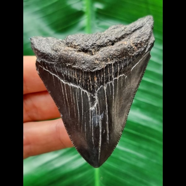 7.7 cm dark shiny tooth of the Megalodon
