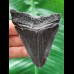 7.7 cm dark shiny tooth of the Megalodon