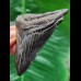 7.7 cm dark shiny tooth of the Megalodon