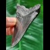 7.7 cm dark shiny tooth of the Megalodon
