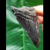 7.7 cm dark shiny tooth of the Megalodon