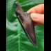 7.7 cm dark shiny tooth of the Megalodon