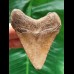 7.1 cm light brown tooth of the Megalodon