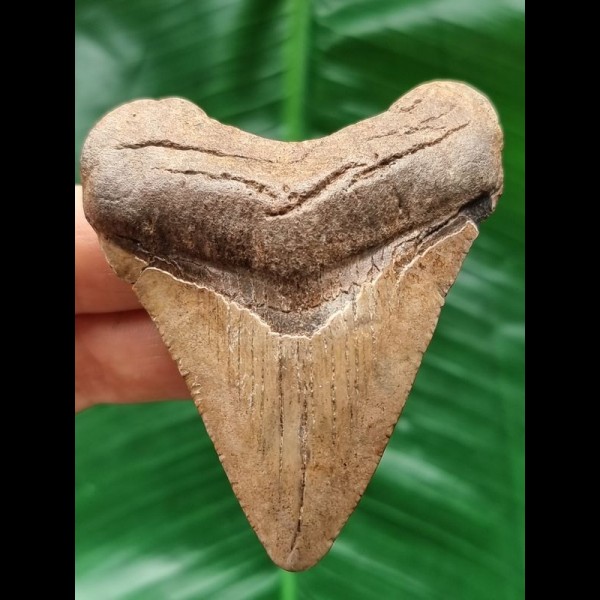 7.1 cm light brown tooth of the Megalodon