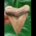 7.1 cm light brown tooth of the Megalodon