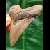 7.1 cm light brown tooth of the Megalodon
