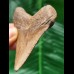 7.1 cm light brown tooth of the Megalodon
