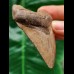 7.1 cm light brown tooth of the Megalodon