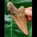 7.1 cm light brown tooth of the Megalodon