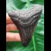 7.4 cm black tooth of the Megalodon
