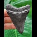 7.4 cm black tooth of the Megalodon