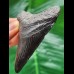 7.4 cm black tooth of the Megalodon