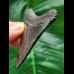 7.4 cm black tooth of the Megalodon