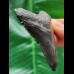 7.4 cm black tooth of the Megalodon