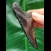 7.4 cm black tooth of the Megalodon