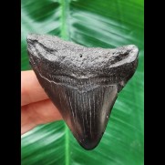7,0 cm schwarzer Zahn des Megalodon