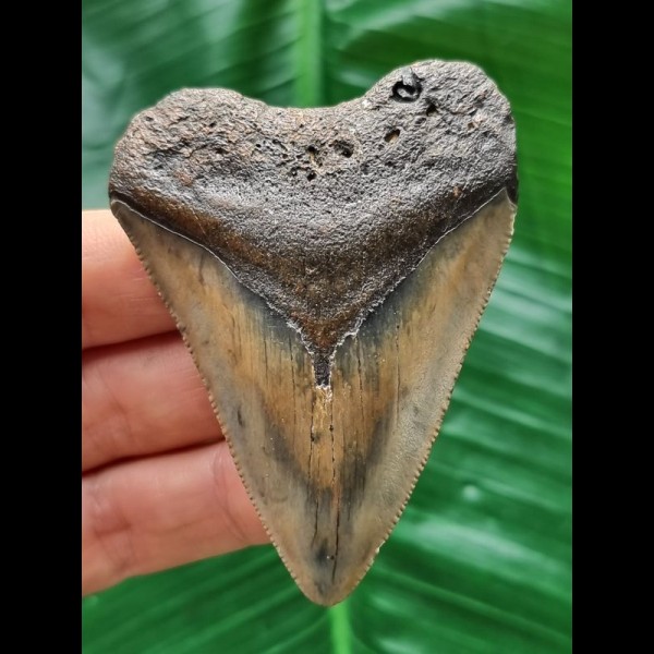 7.0 cm tooth of the Megalodon with beautiful colouring
