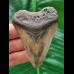 7.0 cm tooth of the Megalodon with beautiful colouring