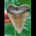 7.0 cm tooth of the Megalodon with beautiful colouring