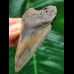 7.0 cm tooth of the Megalodon with beautiful colouring