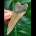 7.0 cm tooth of the Megalodon with beautiful colouring