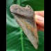 7.0 cm tooth of the Megalodon with beautiful colouring