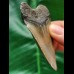 7.0 cm tooth of the Megalodon with beautiful colouring