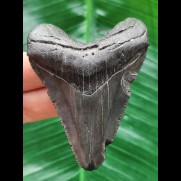 7,2 cm blau-schwarzer Zahn des Megalodon