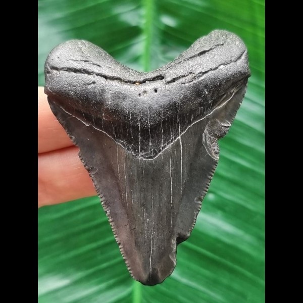 7,2 cm blau-schwarzer Zahn des Megalodon