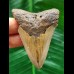 6.7 cm brown tooth of the Megalodon