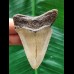 6.7 cm brown tooth of the Megalodon