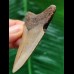 6.7 cm brown tooth of the Megalodon