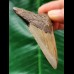 6.7 cm brown tooth of the Megalodon