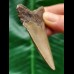 6.7 cm brown tooth of the Megalodon