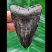 7,0 cm schwarzer glänzender Zahn des Megalodon