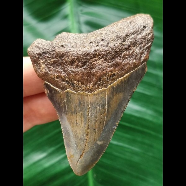 7.6 cm beautifully coloured tooth of the Megalodon