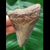 7.6 cm beautifully coloured tooth of the Megalodon
