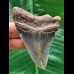 7.6 cm beautifully coloured tooth of the Megalodon