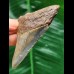 7.6 cm beautifully coloured tooth of the Megalodon
