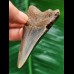 7.6 cm beautifully coloured tooth of the Megalodon