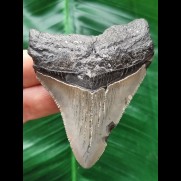 7,5 cm scharfer Zahn des Megalodon