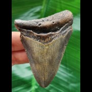 7,5 cm bläulicher Zahn des Megalodon