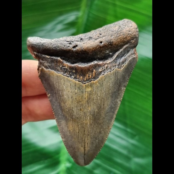 7.5 cm blue tooth of the Megalodon