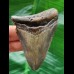 7.5 cm blue tooth of the Megalodon