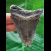 7.5 cm blue tooth of the Megalodon