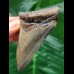 7.5 cm blue tooth of the Megalodon