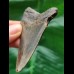 7.5 cm blue tooth of the Megalodon