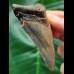 7.5 cm blue tooth of the Megalodon